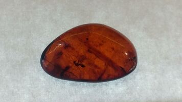 Amber Pebble with Bug Inside Polished Semi-Precious Gemstone