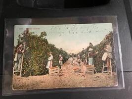 Assorted California Scenes, Orange Grove and Garden Scenes (6)